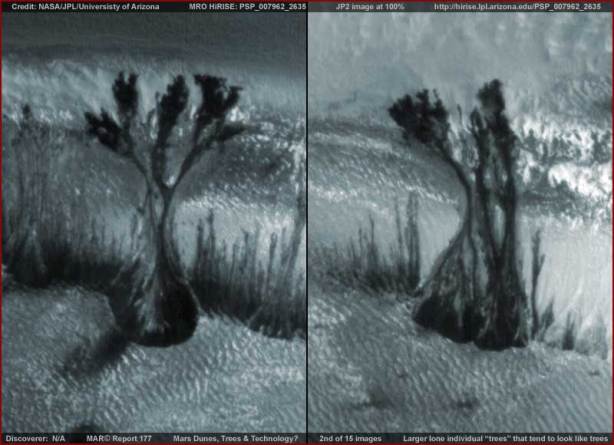 Alberi o forme vegetaloidi su Marte